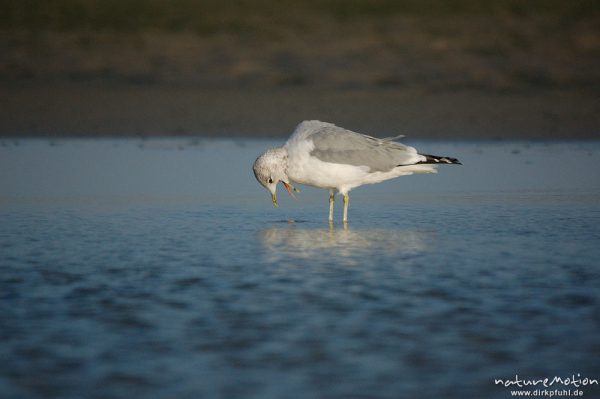 Sturmmöwe, Larus canus, Larida, Nahrungssuche in Priel, Amrum, Amrum, Deutschland