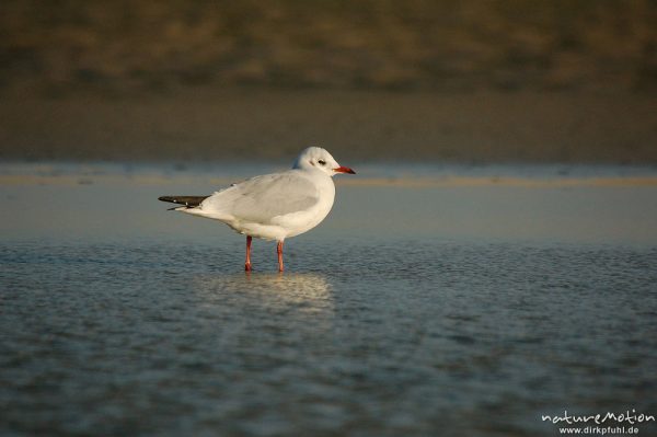 Lachmöwe, Larus ridibundus, Laridae, stehend in Priel, Amrum, Amrum, Deutschland