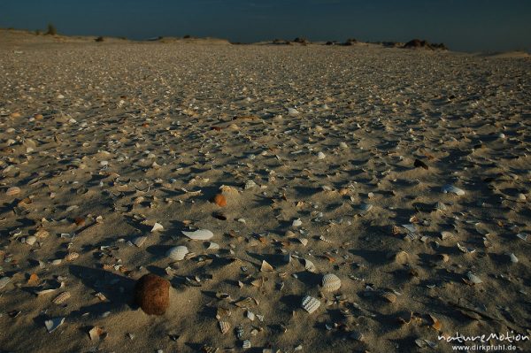 Dünen und muschelbedeckter Sand, Amrum, Amrum, Deutschland