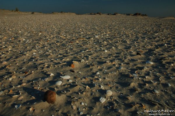 Dünen und muschelbedeckter Sand, Amrum, Amrum, Deutschland