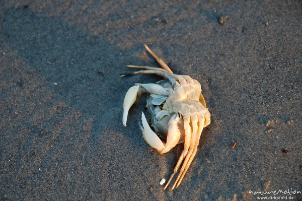 Gemeine Strandkrabbe, Carcinus maenas, Portunidae, leere Schale am Strand, Amrum, Amrum, Deutschland