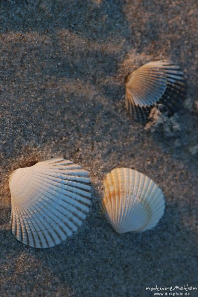 Gewöhnliche Herzmuschel, Cerastoderma edule, Cardiidae, Schalen im Sand, Amrum, Amrum, Deutschland