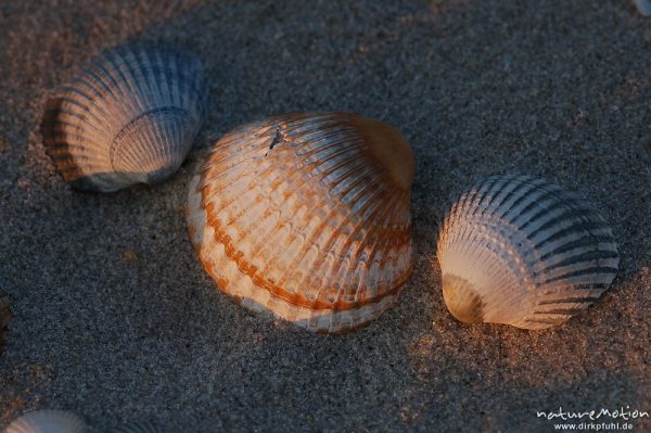 Gewöhnliche Herzmuschel, Cerastoderma edule, Cardiidae, Schalen im Sand, Amrum, Amrum, Deutschland