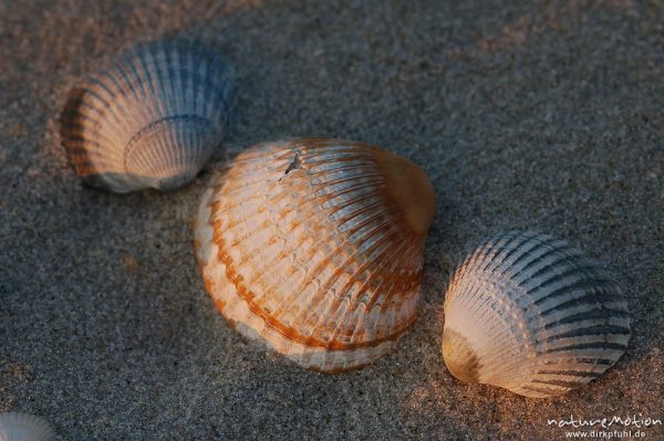 Gewöhnliche Herzmuschel, Cerastoderma edule, Cardiidae, Schalen im Sand, Amrum, Amrum, Deutschland