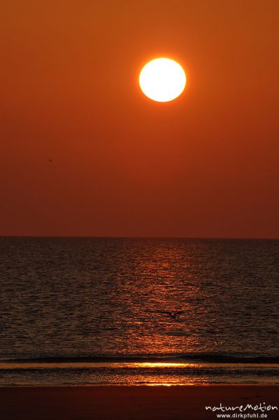 Sonnenuntergang über dem Meer, Amrum, Amrum, Deutschland