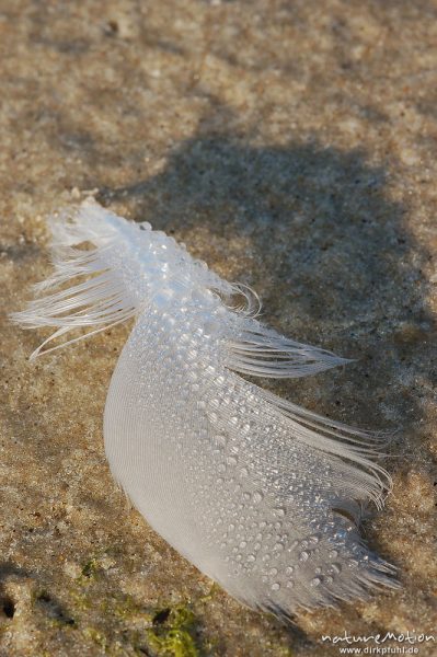 Feder mit Tautropfen, liegend im Sand, Amrum, Amrum, Deutschland