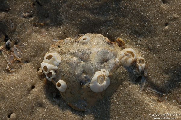 Seepocken, , Balanidae, Krabbenschale mit Seepocken im Sand, Amrum, Amrum, Deutschland