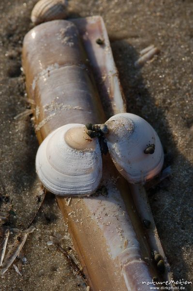 Gewöhnliche Herzmuschel, Cerastoderma edule, Cardiidae, Amerikanische Schwertmuschel, Ensis ensis, Pharidae, Schalen im Sand, Amrum, Amrum, Deutschland