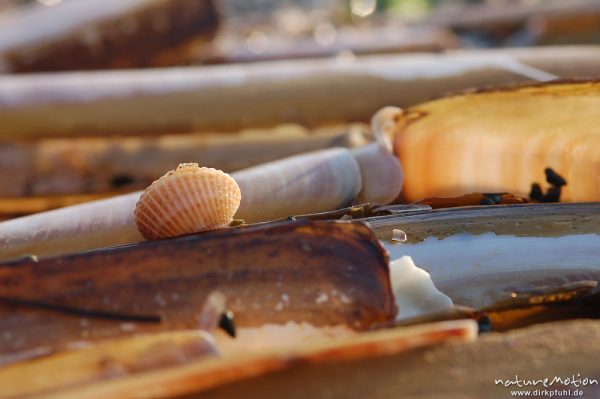 Gewöhnliche Herzmuschel, Cerastoderma edule, Cardiidae, Amerikanische Schwertmuschel, Ensis ensis, Pharidae, Schalen im Sand, Amrum, Amrum, Deutschland