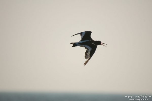 Austernfischer, Haematopus ostralegus, Haematopodidae, im Flug, Amrum, Amrum, Deutschland