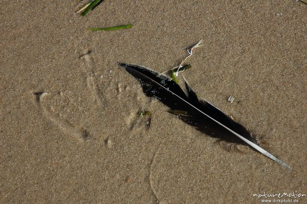 schwarze Feder und Abdruck eines Möwenfußes im Sand, Amrum, Amrum, Deutschland