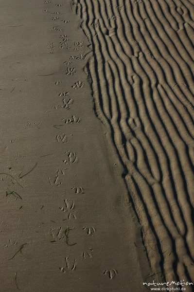 Fußabdrücke einer Möwe neben Sandrippelmuster, Amrum, Amrum, Deutschland