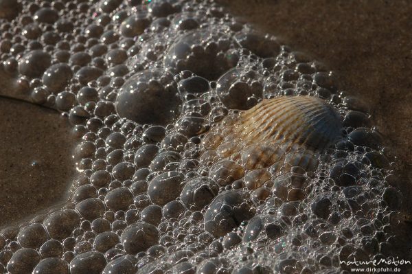 Gewöhnliche Herzmuschel, Cerastoderma edule, Cardiidae, Herzmuschelschale und Meerschaum, Amrum, Amrum, Deutschland