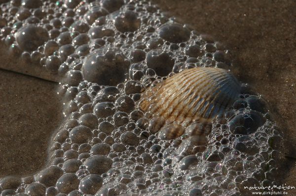 Gewöhnliche Herzmuschel, Cerastoderma edule, Cardiidae, Herzmuschelschale und Meerschaum, Amrum, Amrum, Deutschland