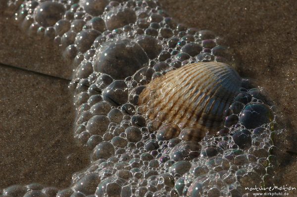 Gewöhnliche Herzmuschel, Cerastoderma edule, Cardiidae, Herzmuschelschale und Meerschaum, Amrum, Amrum, Deutschland