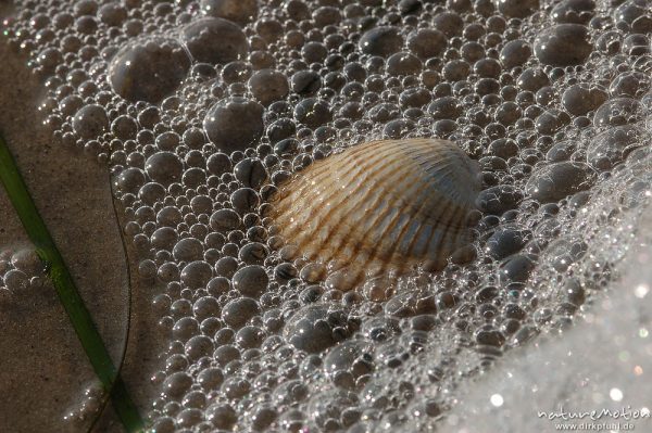 Gewöhnliche Herzmuschel, Cerastoderma edule, Cardiidae, Herzmuschelschale und Meerschaum, Amrum, Amrum, Deutschland