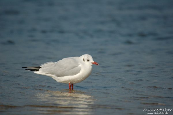 Lachmöwe, Larus ridibundus, Laridae, im Wasser, Amrum, Amrum, Deutschland