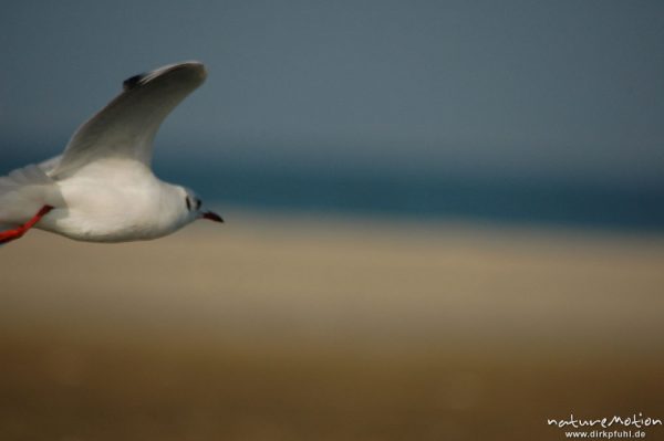 Lachmöwe, Larus ridibundus, Laridae, im Abflug, Amrum, Amrum, Deutschland