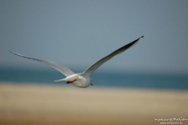 Lachmöwe, Larus ridibundus, Laridae, im Abflug, Amrum, Amrum, Deutschland