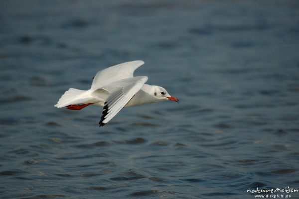 Lachmöwe, Larus ridibundus, Laridae, im Flug, Amrum, Amrum, Deutschland