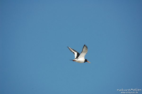 Austernfischer, Haematopus ostralegus, Haematopodidae, im Flug, Amrum, Amrum, Deutschland