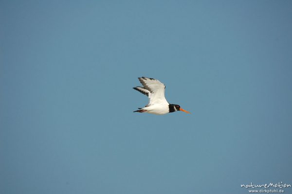 Austernfischer, Haematopus ostralegus, Haematopodidae, im Flug, Amrum, Amrum, Deutschland