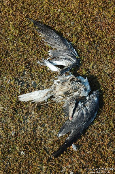 tote Möwe inmitten grün bewachsener Dünen, halb verwest, Amrum, Amrum, Deutschland