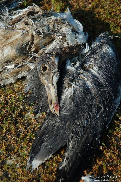 tote Möwe inmitten grün bewachsener Dünen, halb verwest, Amrum, Amrum, Deutschland