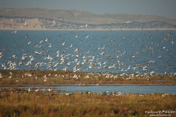 Knutt, Calidris canutus, Scolopacidae, Vogelschwarm, vermutlich Knutt, abendliche Rast, Amrum, Amrum, Deutschland