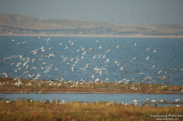 Knutt, Calidris canutus, Scolopacidae, Vogelschwarm, vermutlich Knutt, abendliche Rast, Amrum, Amrum, Deutschland