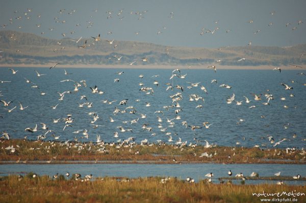 Knutt, Calidris canutus, Scolopacidae, Vogelschwarm, vermutlich Knutt, abendliche Rast, Amrum, Amrum, Deutschland