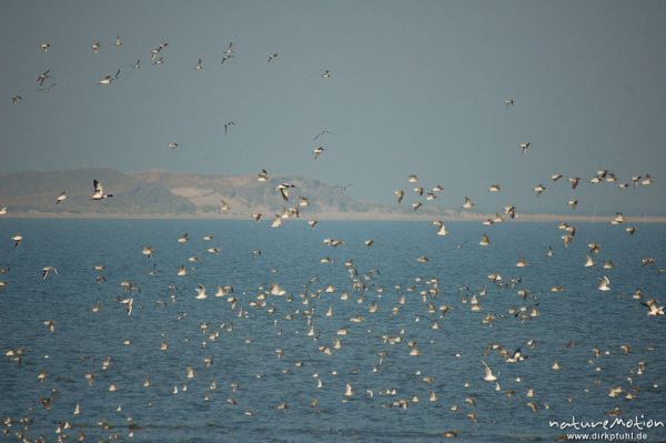 Knutt, Calidris canutus, Scolopacidae, Vogelschwarm, vermutlich Knutt, abendliche Rast, Amrum, Amrum, Deutschland