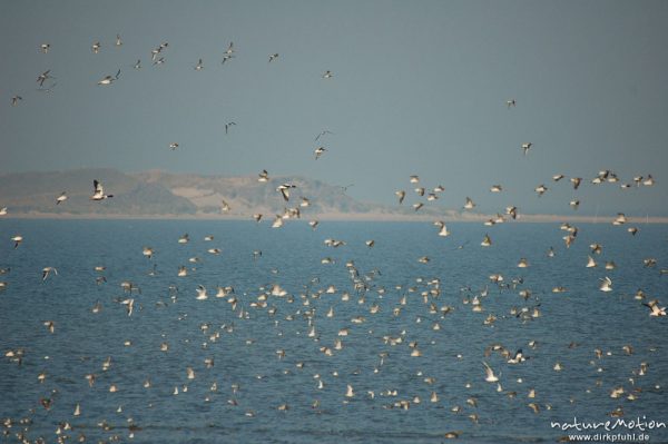 Knutt, Calidris canutus, Scolopacidae, Vogelschwarm, vermutlich Knutt, abendliche Rast, Amrum, Amrum, Deutschland