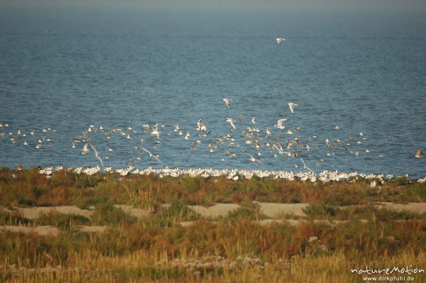 Säbelschnäbler, Recurvirostra avosetta, Recurvirostridae, Vogelschwarm, abendliche Rast, Amrum, Amrum, Deutschland