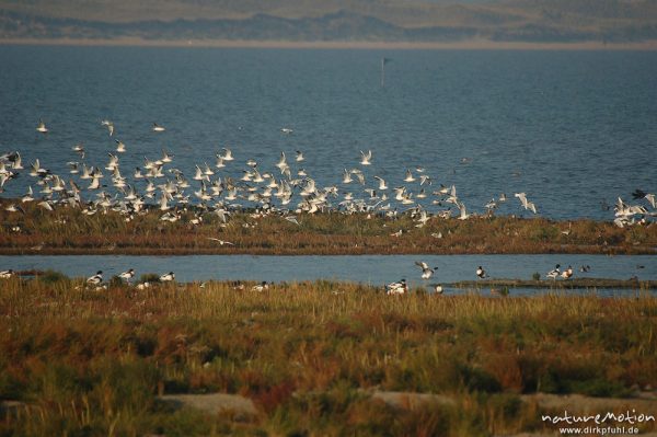 Säbelschnäbler, Recurvirostra avosetta, Recurvirostridae, Vogelschwarm, abendliche Rast, Amrum, Amrum, Deutschland