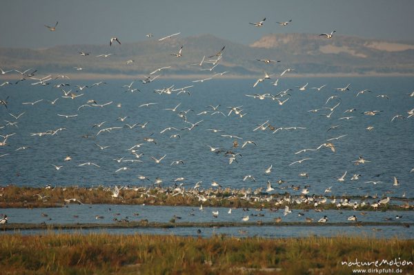 Säbelschnäbler, Recurvirostra avosetta, Recurvirostridae, Vogelschwarm, abendliche Rast, Amrum, Amrum, Deutschland