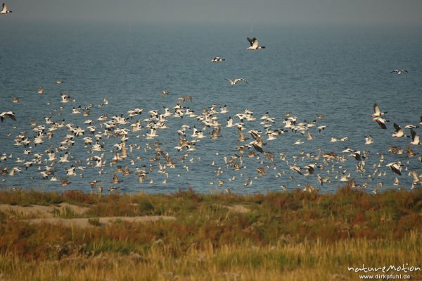 Säbelschnäbler, Recurvirostra avosetta, Recurvirostridae, Vogelschwarm, abendliche Rast, Amrum, Amrum, Deutschland