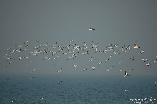 Säbelschnäbler, Recurvirostra avosetta, Recurvirostridae, Vogelschwarm, abendliche Rast, Amrum, Amrum, Deutschland
