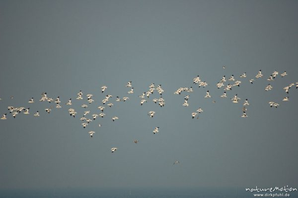 Säbelschnäbler, Recurvirostra avosetta, Recurvirostridae, Vogelschwarm, abendliche Rast, Amrum, Amrum, Deutschland