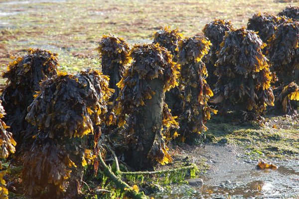 Blasentang, Fucus vesiculosus, Fucaceae, Bunen mit Blasentang im Morgenlicht, Amrum, Amrum, Deutschland