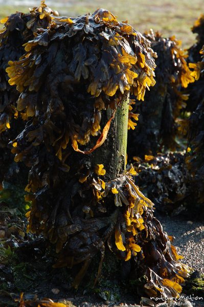 Blasentang, Fucus vesiculosus, Fucaceae, Bunen mit Blasentang im Morgenlicht, Amrum, Amrum, Deutschland