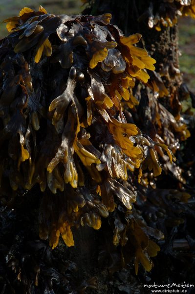 Blasentang, Fucus vesiculosus, Fucaceae, Bunen mit Blasentang im Morgenlicht, Amrum, Amrum, Deutschland