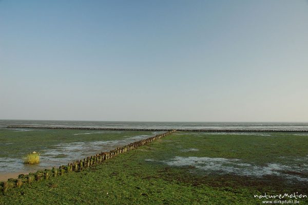 Salzwiesen mit Bunen, Ebbe, Amrum, Amrum, Deutschland