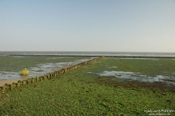 Salzwiesen mit Bunen, Ebbe, Amrum, Amrum, Deutschland