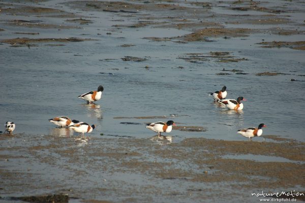 Brandente, Brandgans, Tadorna tadorna, Anatidae, Gruppe im Watt, Amrum, Amrum, Deutschland