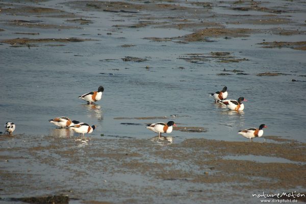 Brandente, Brandgans, Tadorna tadorna, Anatidae, Gruppe im Watt, Amrum, Amrum, Deutschland