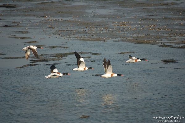 Brandente, Brandgans, Tadorna tadorna, Anatidae, Gruppe im Watt, Abflug, Amrum, Amrum, Deutschland