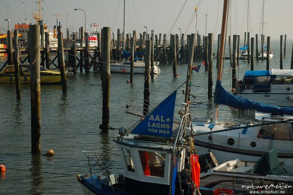 Hafen von Steenodde, Amrum, Morgenlicht, Ebbe, Amrum, Deutschland