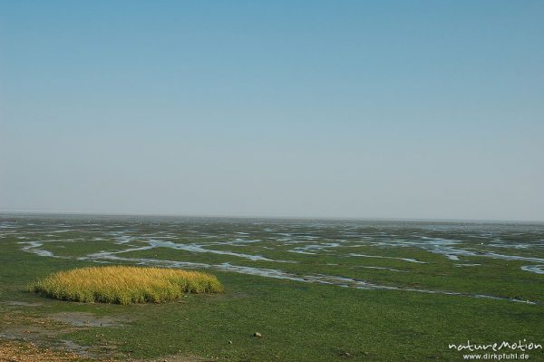 Salzwiesen bei Ebbe, Amrum, Amrum, Deutschland