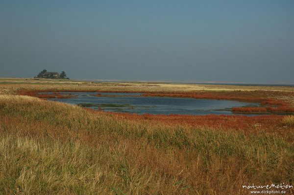 Wiesentümpel inmitten Salzwiesen, dahinter Haus Burg, Amrum, Amrum, Deutschland